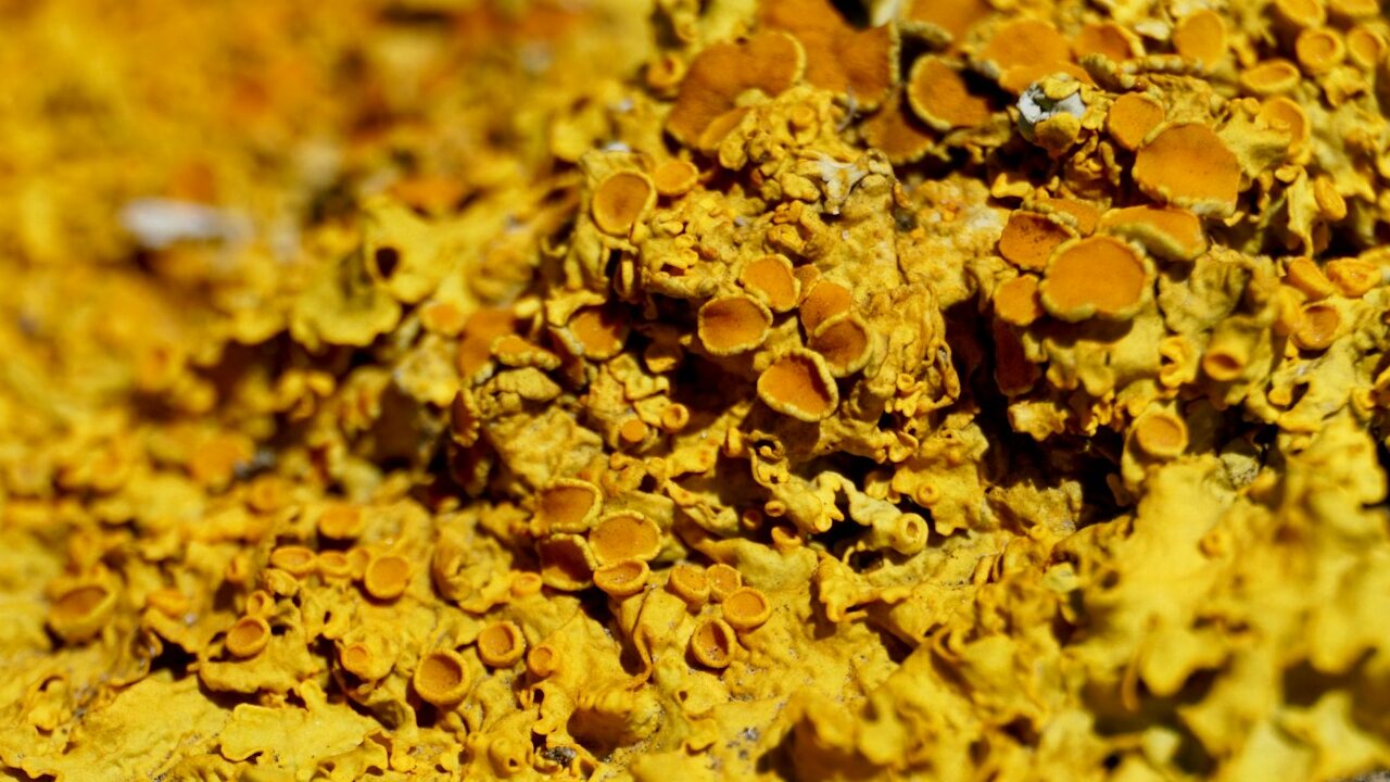Flechten als Symbiose zwischen Algen und Pilzen